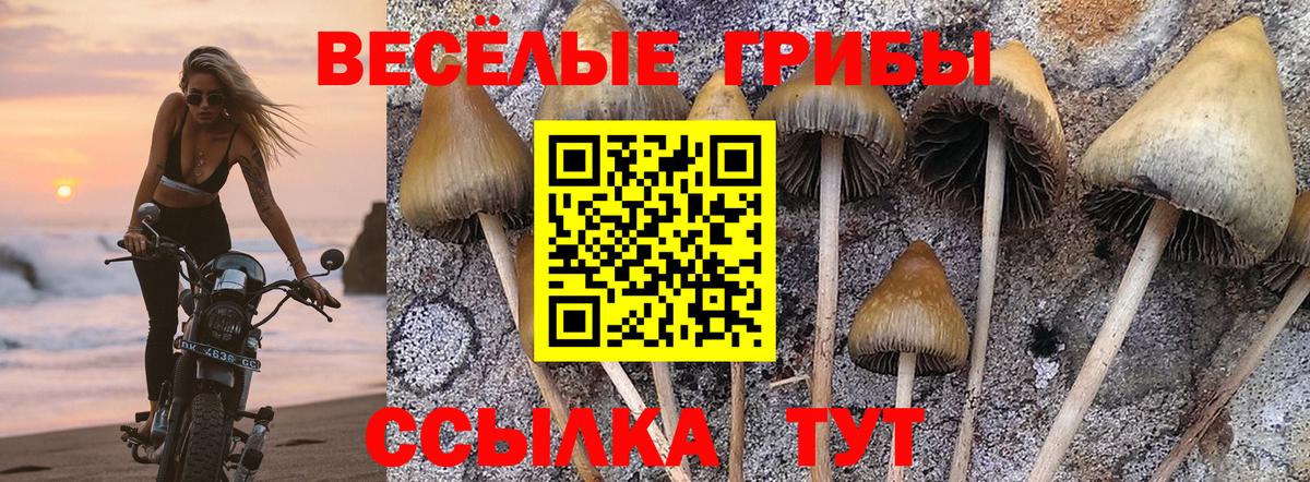 Тосно  Галлюциногенные грибы MAGIC MUSHROOMS  наркота  Вход с VPN  Псилоцибиновые грибы ЛСД 